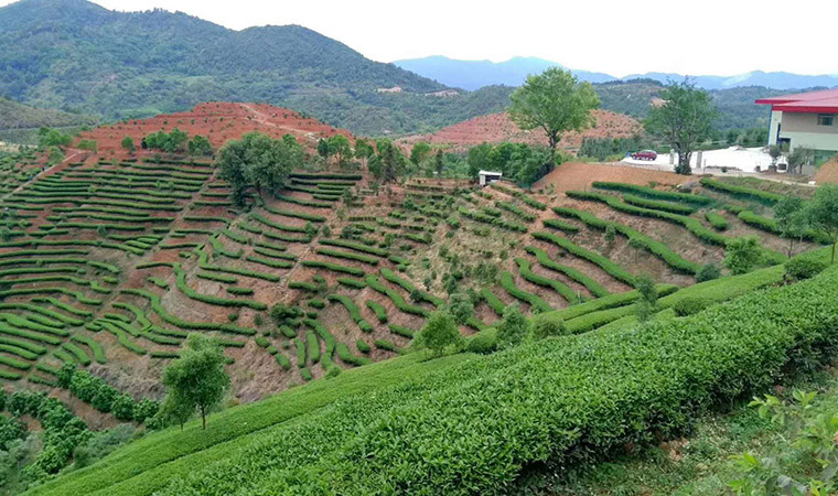 興寧市老社茶葉種植專(zhuān)業(yè)合作社