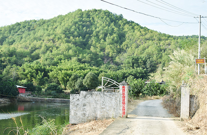 梅縣白渡公珠酒生產(chǎn)的白米酒、黃酒、糯米釀酒等系列深受消費(fèi)者喜愛(ài)。