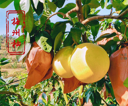 梅縣“中國(guó)金柚之鄉(xiāng)”柚果批發(fā)——梅縣區(qū)德群水果專(zhuān)業(yè)合作社