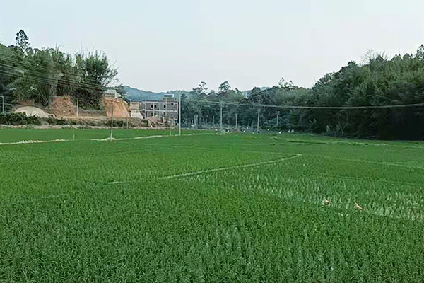 五華縣華陽(yáng)鎮(zhèn)丙馨家庭農(nóng)場(chǎng)