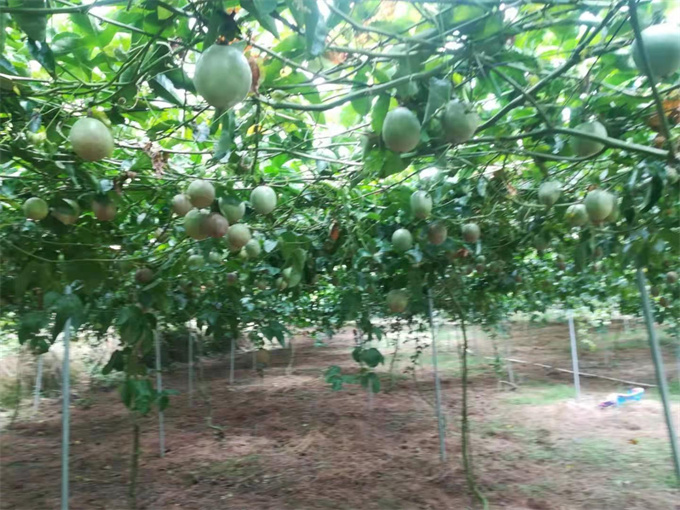 興寧大型百香果基地｜梅州市吉鴻生態(tài)農(nóng)業(yè)開(kāi)發(fā)有限公司